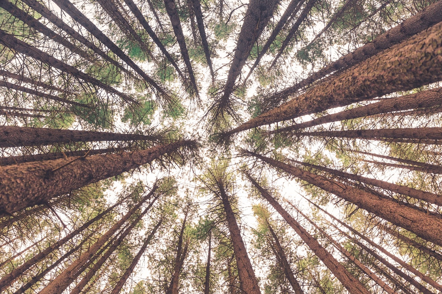 The Role of Ancestral Wisdom in Modern Ecology
